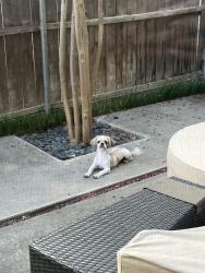 Found/Stray Male Dog last seen W Beverly Dr & Bordeaux Ave, Dallas, TX 75209