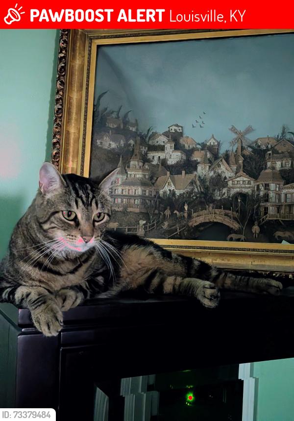 Lost Male Cat last seen Terry Road, Louisville, KY 40258