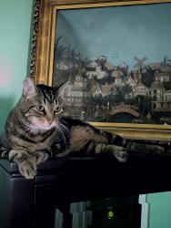 Lost Male Cat last seen Terry Road, Louisville, KY 40258