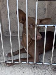 Shelter Stray Female Dog last seen Near BLOCK SW 33RD ST, 2811 SE 29th St, Oklahoma City, OK 73129, USA