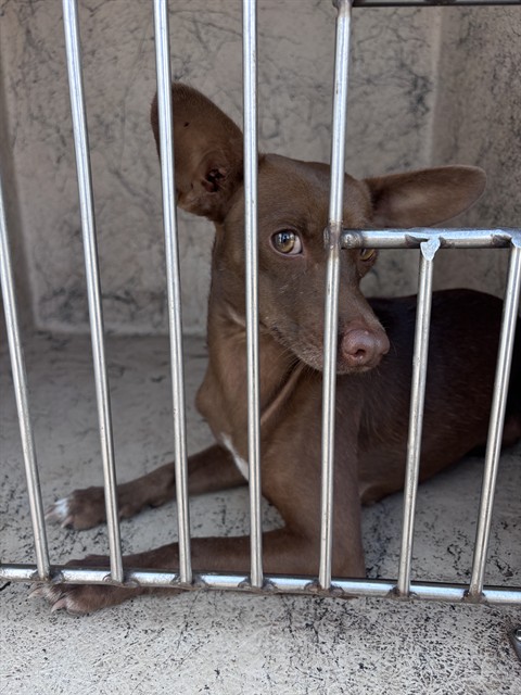 Shelter Stray Female Dog last seen Near BLOCK SW 33RD ST, 2811 SE 29th St, Oklahoma City, OK 73129, USA