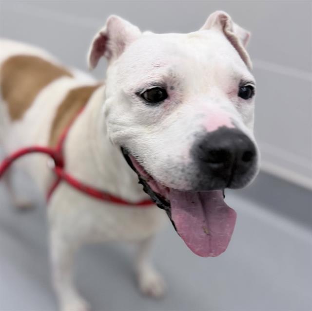 Shelter Stray Female Dog last seen Near, 5001 E Raymond St, Indianapolis, IN 46203, USA