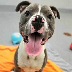 Shelter Stray Male Dog last seen Near, 5001 E Raymond St, Indianapolis, IN 46203, USA