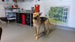 Shelter Stray Male Dog last seen COSO / BERNAL HEIGHTS, 1419 Bryant St, San Francisco, CA 94103, USA