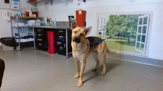Shelter Stray Male Dog last seen COSO / BERNAL HEIGHTS, 1419 Bryant St, San Francisco, CA 94103, USA