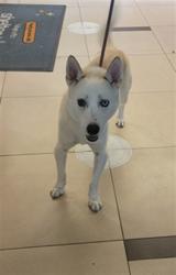 Shelter Stray Male Dog last seen HAPPY HILL ROAD AND VALLEY RIDGE ROAD, 19640 Dogpatch Ln, Land O' Lakes, FL 34638, USA