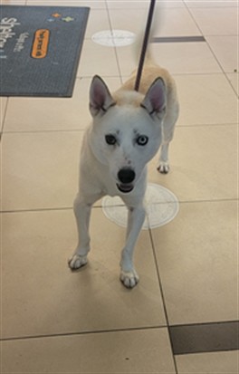 Shelter Stray Male Dog last seen HAPPY HILL ROAD AND VALLEY RIDGE ROAD, 19640 Dogpatch Ln, Land O' Lakes, FL 34638, USA