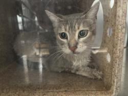Shelter Stray Female Cat last seen , 957 N Gaffey St, San Pedro, CA 90731, USA