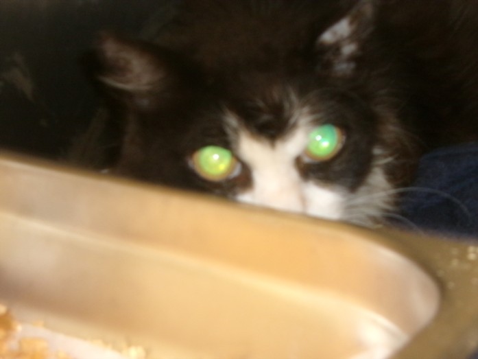 Shelter Stray Male Cat last seen , 14409 Vanowen St, Van Nuys, CA 91405, USA