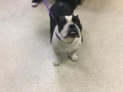 Shelter Stray Female Dog last seen CLEVELAND AVE/VAN BUREN BOULEVARD, 6851 Van Buren Boulevard, Jurupa Valley, CA 92509, USA