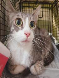 Shelter Stray Female Cat last seen , 1850 W 60th St, Los Angeles, CA 90047, USA