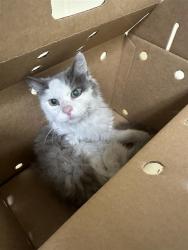 Shelter Stray Male Cat last seen JACINTO AVE & CULPEPPER DR, 2127 Front St, Sacramento, CA 95818, USA