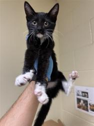 Shelter Stray Male Cat last seen Near FRONT ST, 2127 Front St, Sacramento, CA 95818, USA