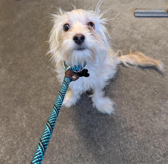 Shelter Stray Male Dog last seen Near HONOR PARKWAY, 2127 Front St, Sacramento, CA 95818, USA