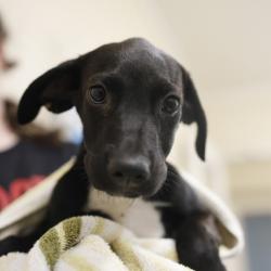 Shelter Stray Female Dog last seen RICE RD, 4710 TX-151, San Antonio, TX 78227, USA