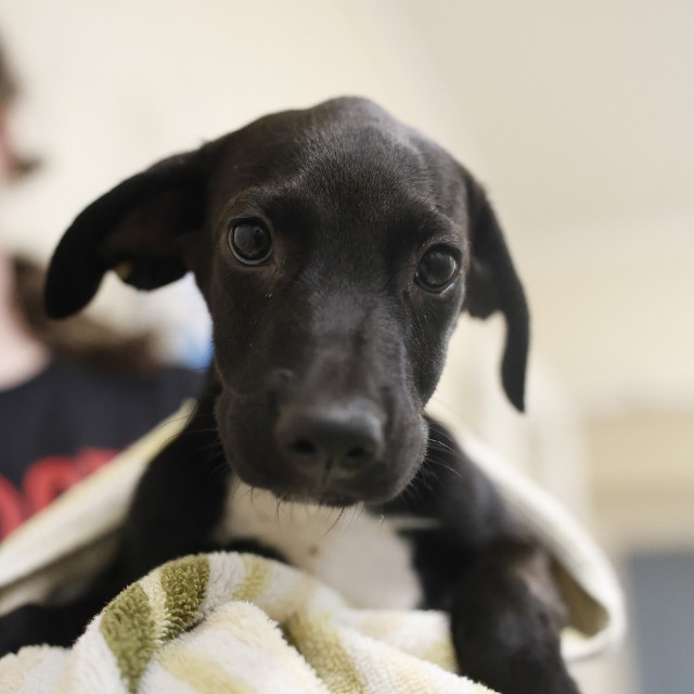 Shelter Stray Female Dog last seen RICE RD, 4710 TX-151, San Antonio, TX 78227, USA