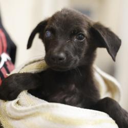 Shelter Stray Female Dog last seen RICE RD, 4710 TX-151, San Antonio, TX 78227, USA