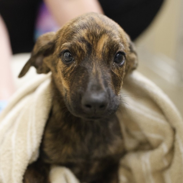Shelter Stray Female Dog last seen RICE RD, 4710 TX-151, San Antonio, TX 78227, USA