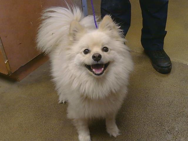 Shelter Stray Male Dog last seen GNESEE CT/FAIR OAKS BLVD, 95608, 3839 Bradshaw Rd, Sacramento, CA 95827, USA