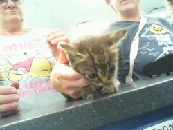 Shelter Stray Female Cat last seen CHARLOTTE, 8315 Byrum Dr, Charlotte, NC 28217, USA