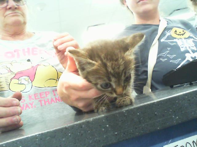 Shelter Stray Female Cat last seen CHARLOTTE, 8315 Byrum Dr, Charlotte, NC 28217, USA