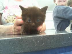 Shelter Stray Male Cat last seen CHARLOTTE, 8315 Byrum Dr, Charlotte, NC 28217, USA