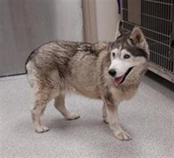 Shelter Stray Female Dog last seen MODENA WY / MCPHETRIDGE DR, 9150 Union Park Way, Elk Grove, CA 95624, USA