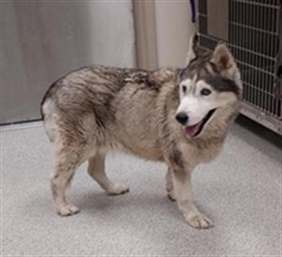 Shelter Stray Female Dog last seen MODENA WY / MCPHETRIDGE DR, 9150 Union Park Way, Elk Grove, CA 95624, USA