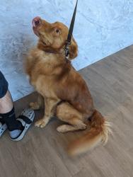 Shelter Stray Male Dog last seen CULVER DR/BRYAN AVE, 92602, 6443 Oak Canyon, Irvine, CA 92618, USA