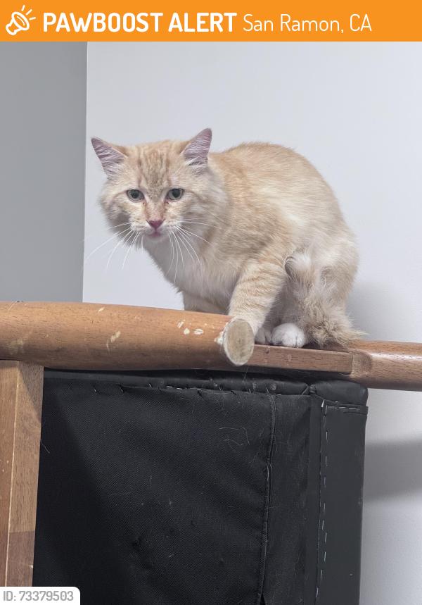 Found/Stray Male Cat last seen Winged Foot place and Fircrest Lane, San Ramon, San Ramon, CA 94583