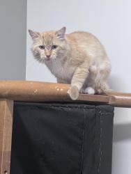 Found/Stray Male Cat last seen Winged Foot place and Fircrest Lane, San Ramon, San Ramon, CA 94583