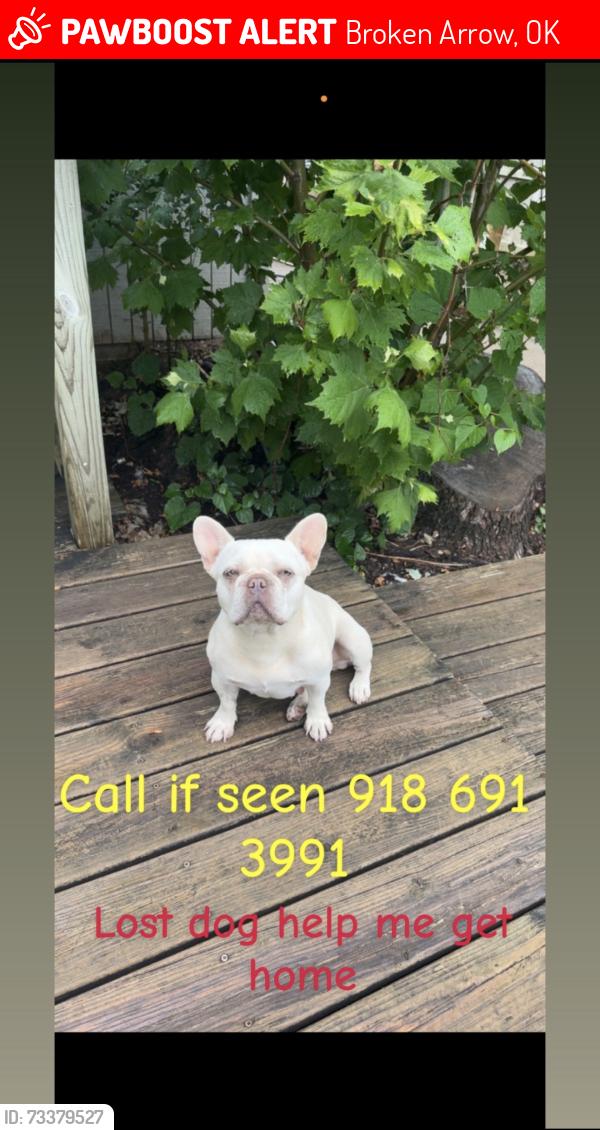 Lost Female Dog last seen Jackson st, Broken Arrow, OK 74012