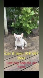 Lost Female Dog last seen Jackson st, Broken Arrow, OK 74012