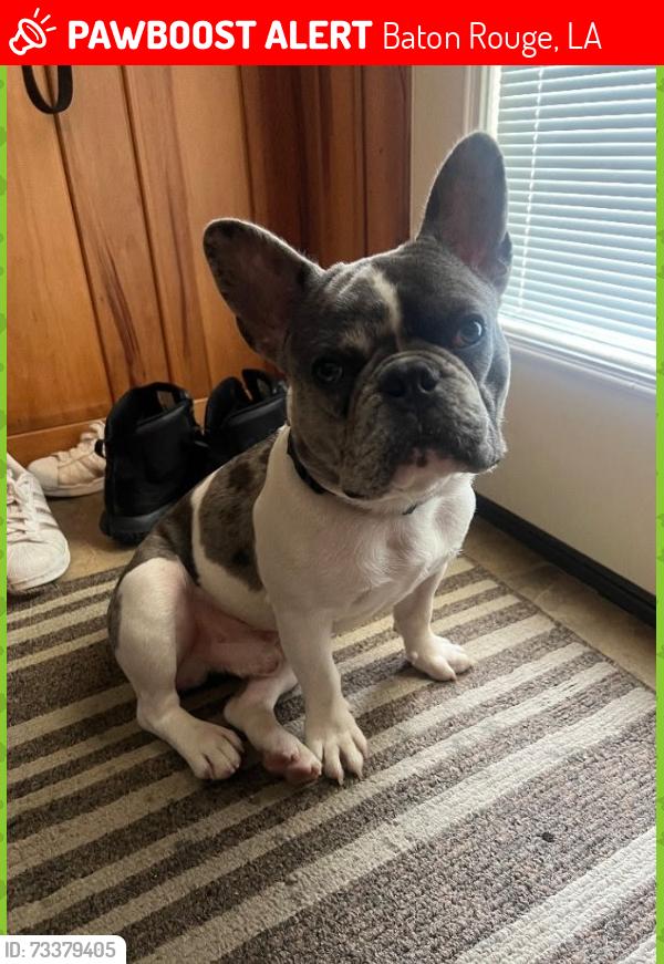 Lost Male Dog last seen South Riveroaks, Baton Rouge, LA 70815