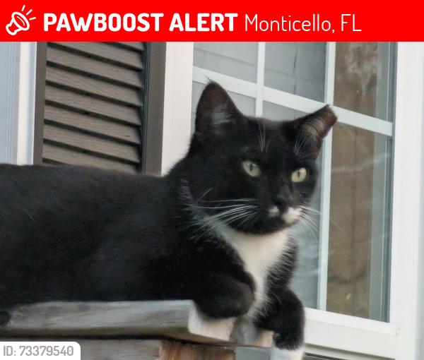 Lost Female Cat last seen Fountain Dr and North 19, Monticello, FL 32344