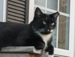 Lost Female Cat last seen Fountain Dr and North 19, Monticello, FL 32344