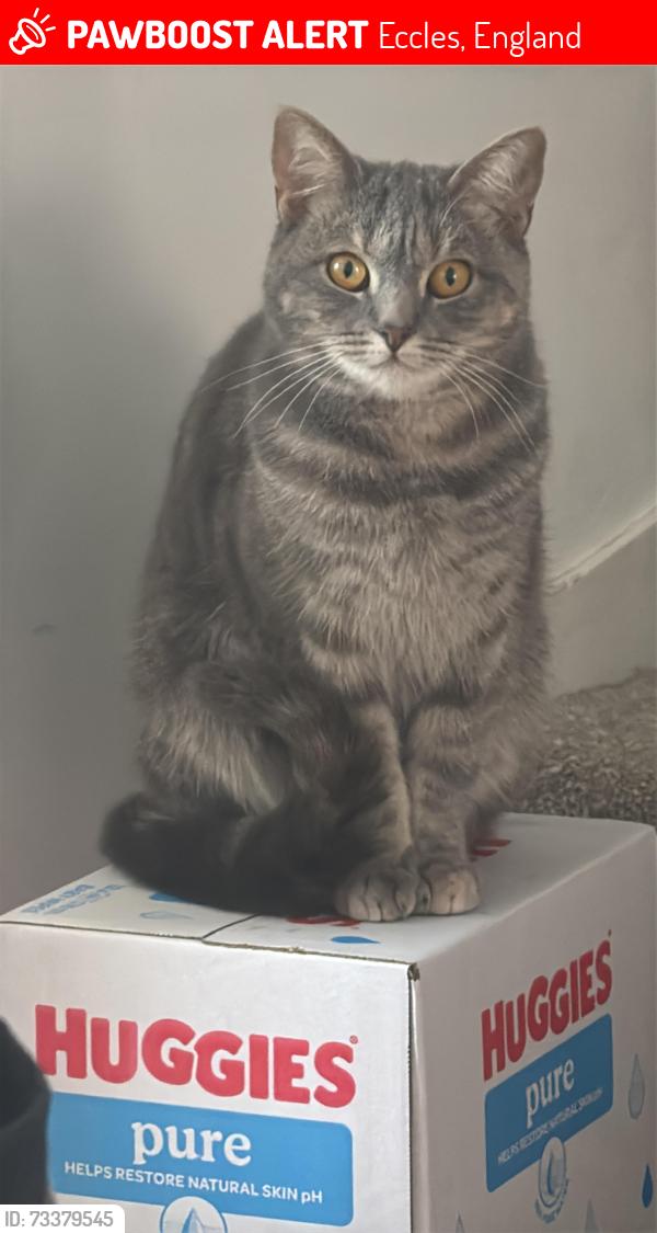 Lost Female Cat last seen Gordon road, Eccles, England 