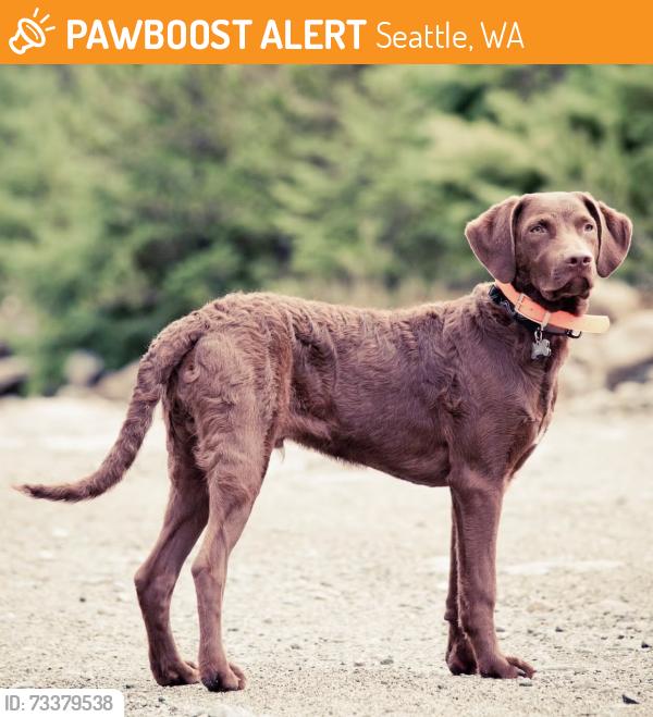Found/Stray Unknown Dog last seen 135th st NE, Seattle, WA 98125