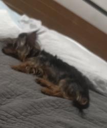 Lost Female Dog last seen Utica ave, Brooklyn, NY 11213