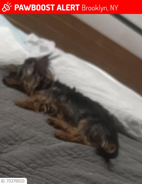 Lost Female Dog last seen Utica ave, Brooklyn, NY 11213