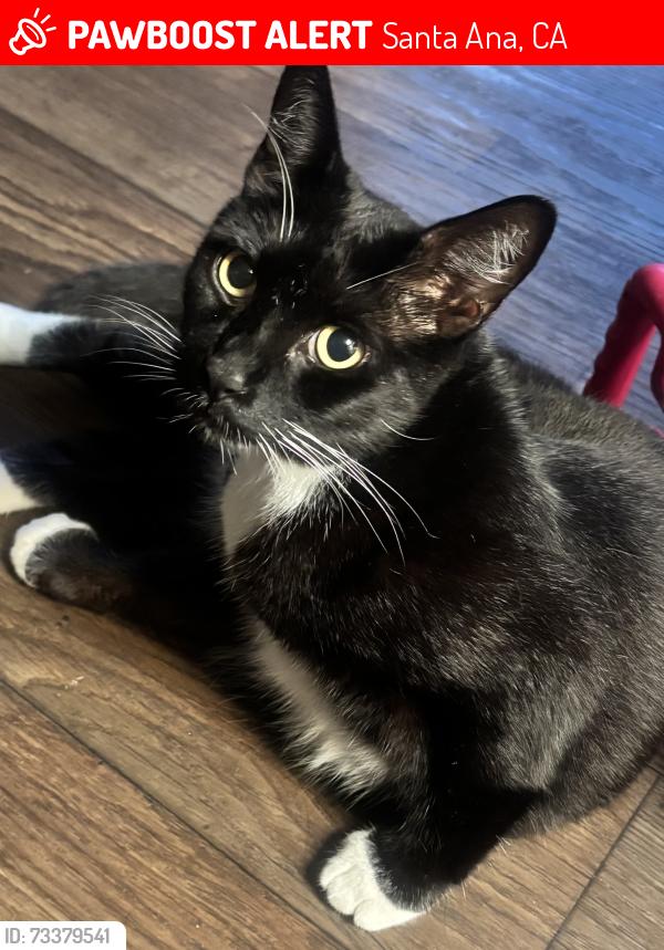 Lost Male Cat last seen Alder Cort apmts, Santa Ana, CA 92704
