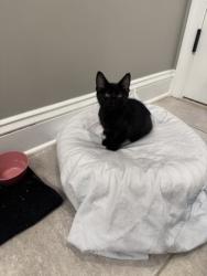 Shelter Stray Female Cat last seen Near east fort ave, 21230, MD, 2490 Giles Rd, Baltimore, MD 21225, USA