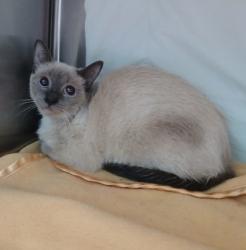 Shelter Stray Female Cat last seen Near Spelman rd, 21225, MD, 2490 Giles Rd, Baltimore, MD 21225, USA