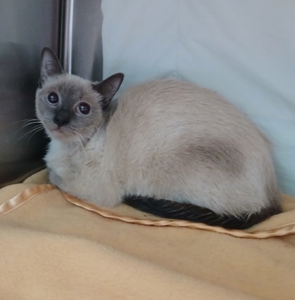 Shelter Stray Female Cat last seen Near Spelman rd, 21225, MD, 2490 Giles Rd, Baltimore, MD 21225, USA