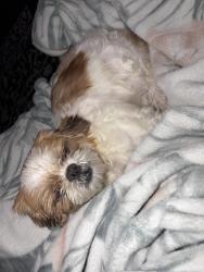 Reunited Female Dog last seen Timberwood Trace, Jacksonville, FL 32225