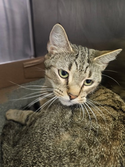 Shelter Stray Female Cat last seen Near block Madison, 21217, MD, 2490 Giles Rd, Baltimore, MD 21225, USA