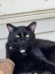 Lost Male Cat last seen Kinda by Carl’s Jr, Purcell, OK 73080
