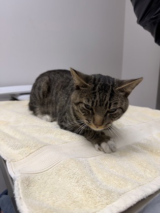 Shelter Stray Male Cat last seen Near Misty Morning Cir, Rancho Cordova, CA, 6201 Florin Perkins Rd, Sacramento, CA 95828, USA