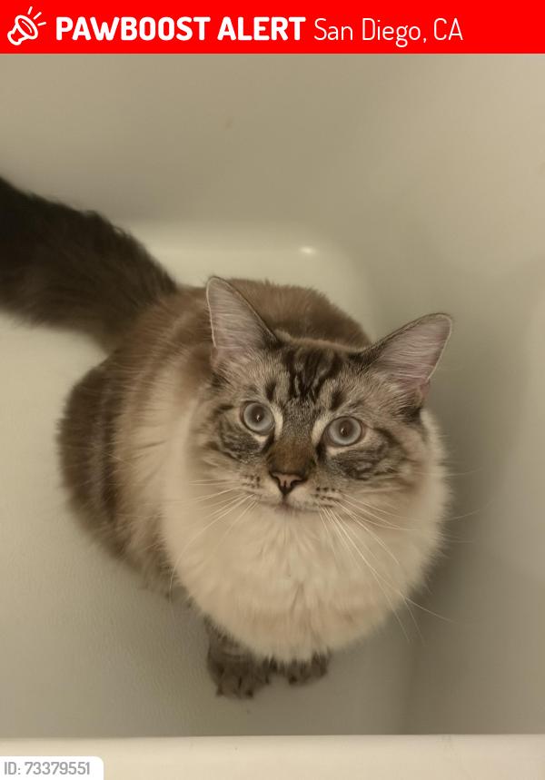Lost Male Cat last seen Gaylen Rd and Montongo St, San Diego, CA 92126