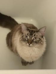 Lost Male Cat last seen Gaylen Rd and Montongo St, San Diego, CA 92126